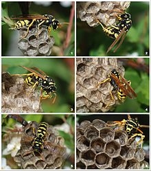 220px-Wasp_colony.jpg
