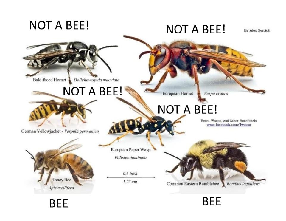 Bee-or-Not-a-Bee.jpg